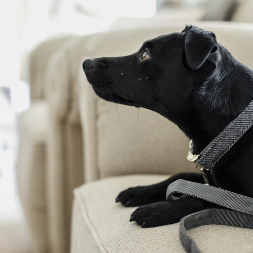 Kentucky Dogwear Hondenhalsband Wool