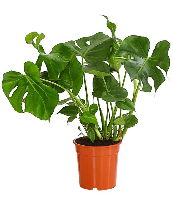 Fensterblatt - Monstera deliciosa