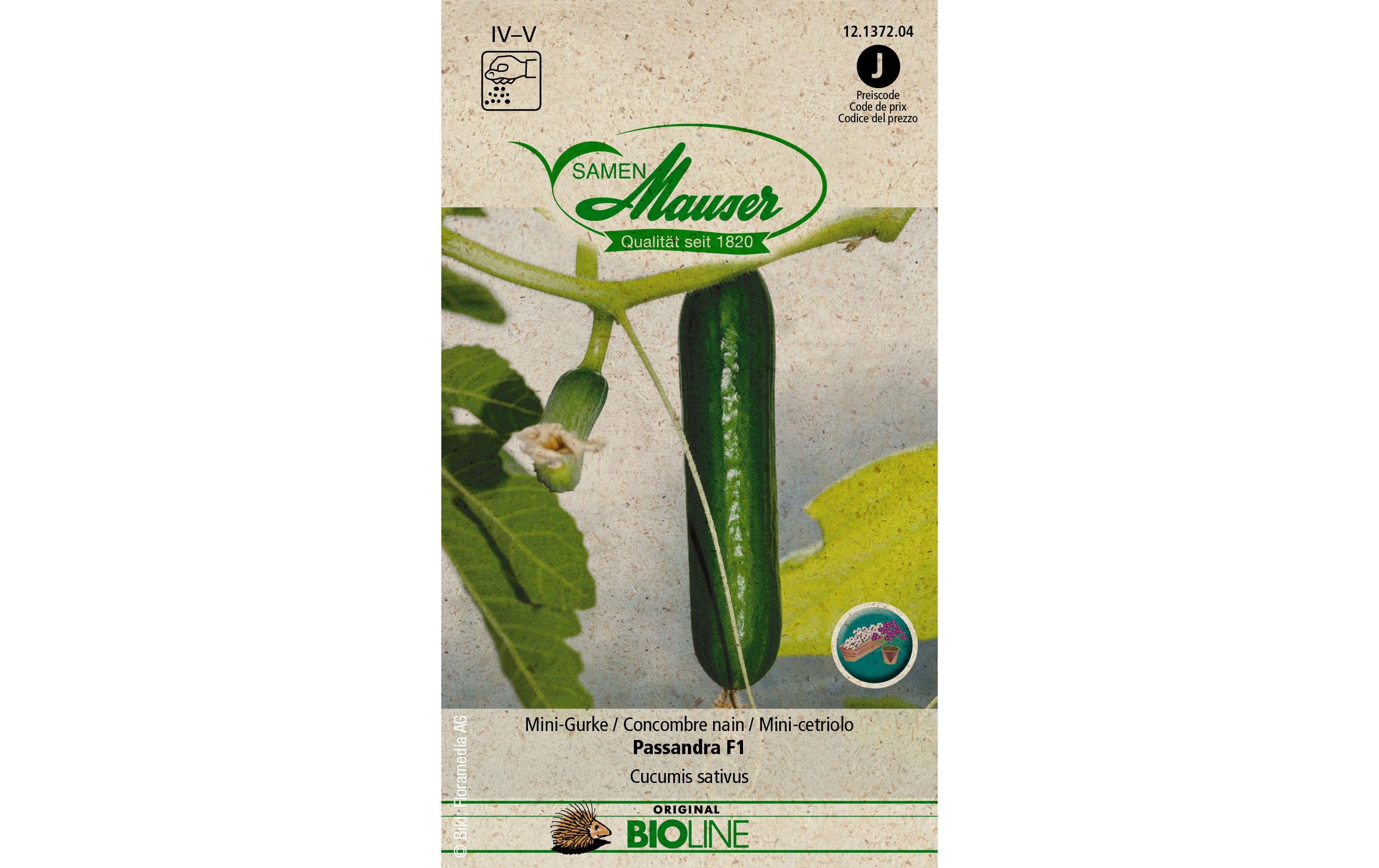 Samen BIO Mini-Gurke Passandra F1Gemüsesamen