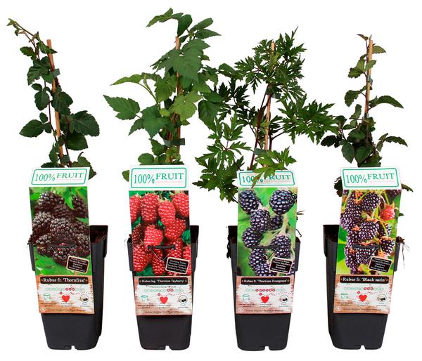 Brombeer-Set Brombeer-Bowl, 4-teilig