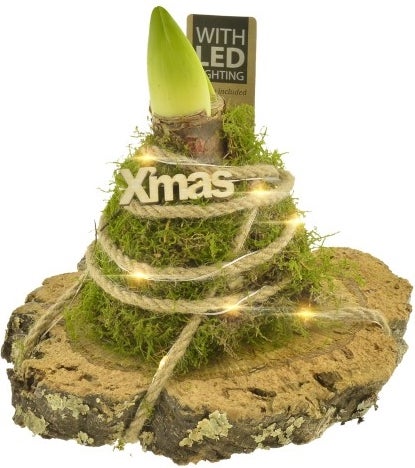 Intratuin Arrangement Amaryllis (Hippeastrum) in mos en led-lampjes D 20 H 21 cm