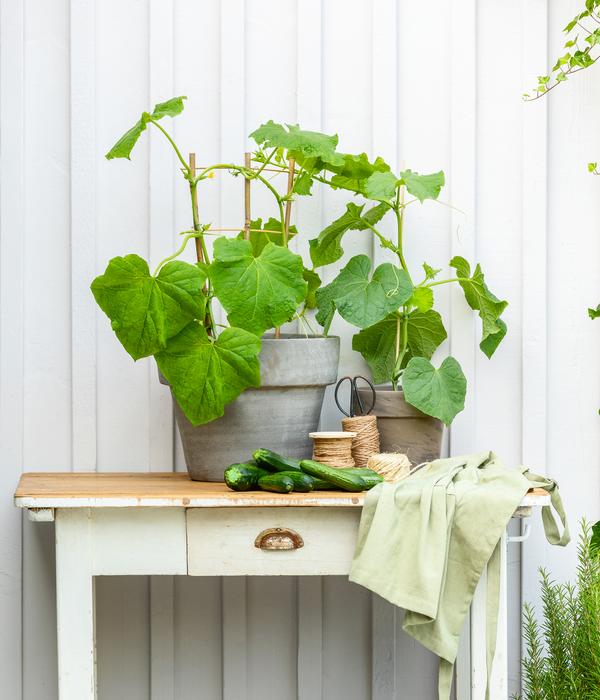 Bioland Zucchini