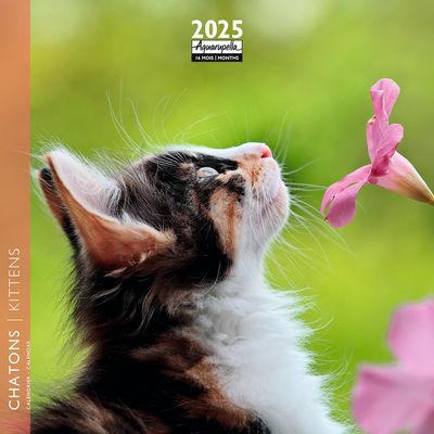 Calendrier mensuel 16x16 cm - 16 mois - Chatons