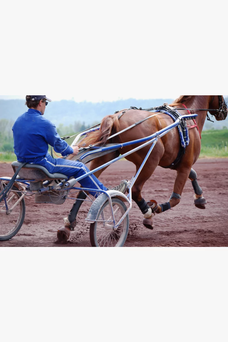 Polar Equine H10 Traber Herzfrequenzmesser
