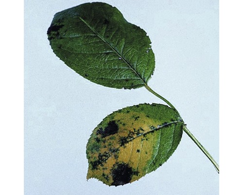 Neudorff Fungisan Rozen Fungicide 16 ml