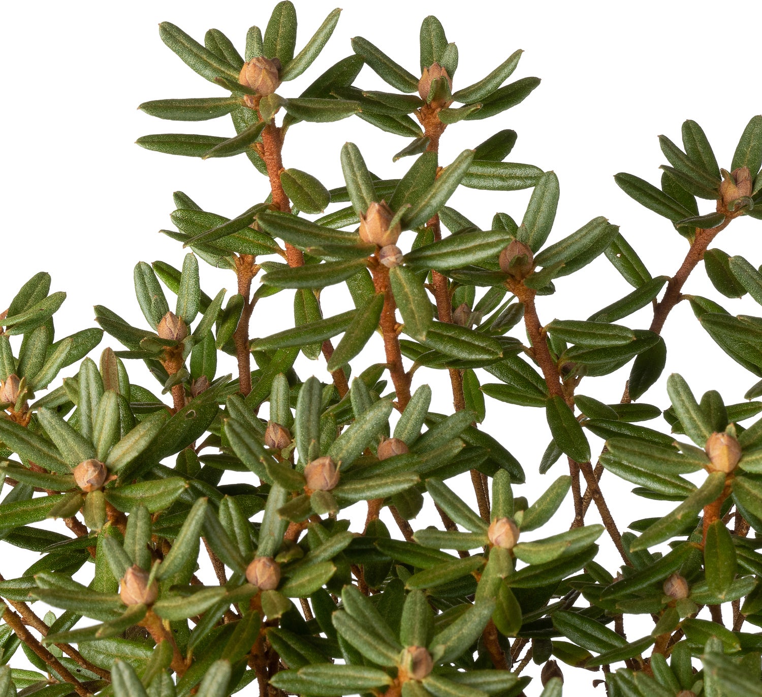 Dwerg Rhododendron (Rhododendron luteum 'Azurika') D 17 H 20 cm