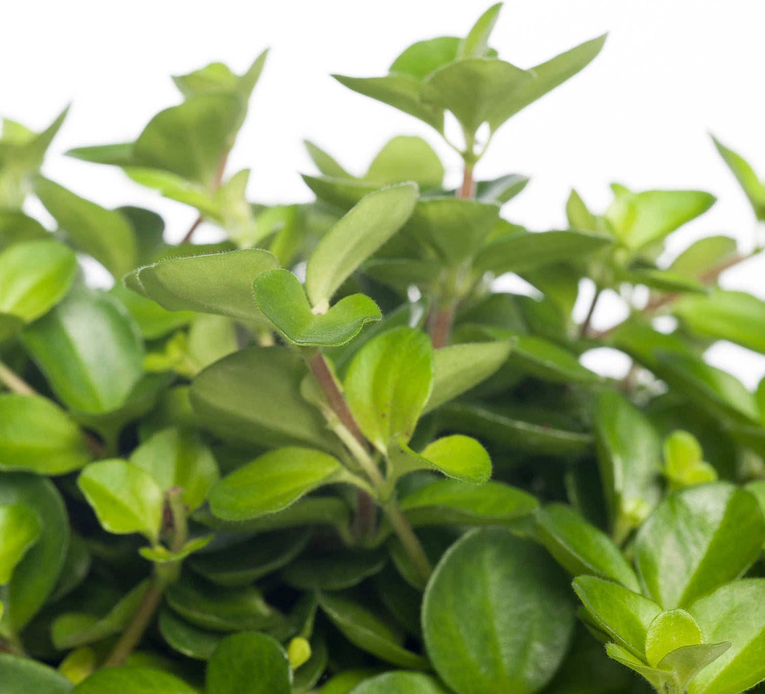 Peperomia (Peperomia rotundifolia) D 12 H 15 cm