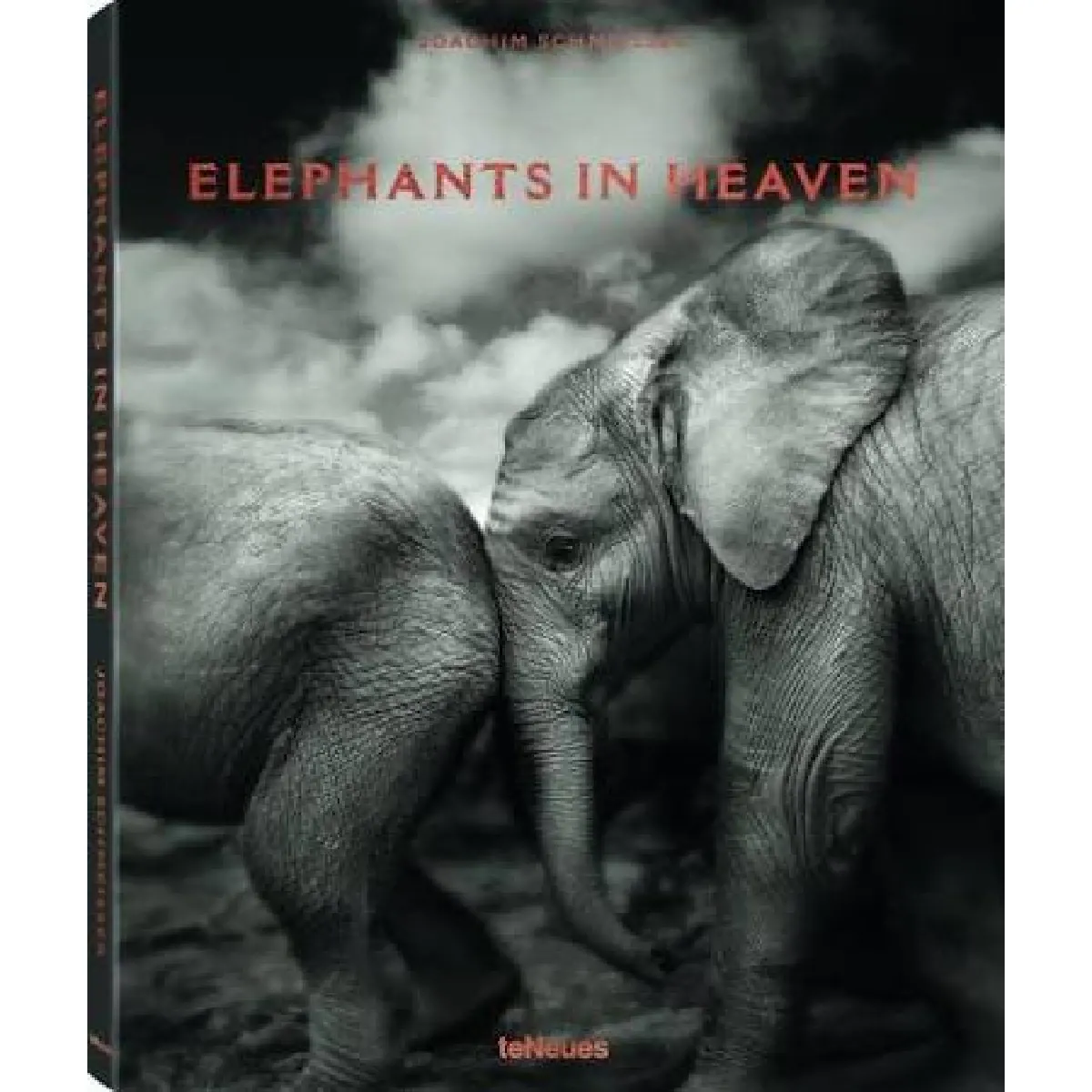 Elephants in heaven · Occasion