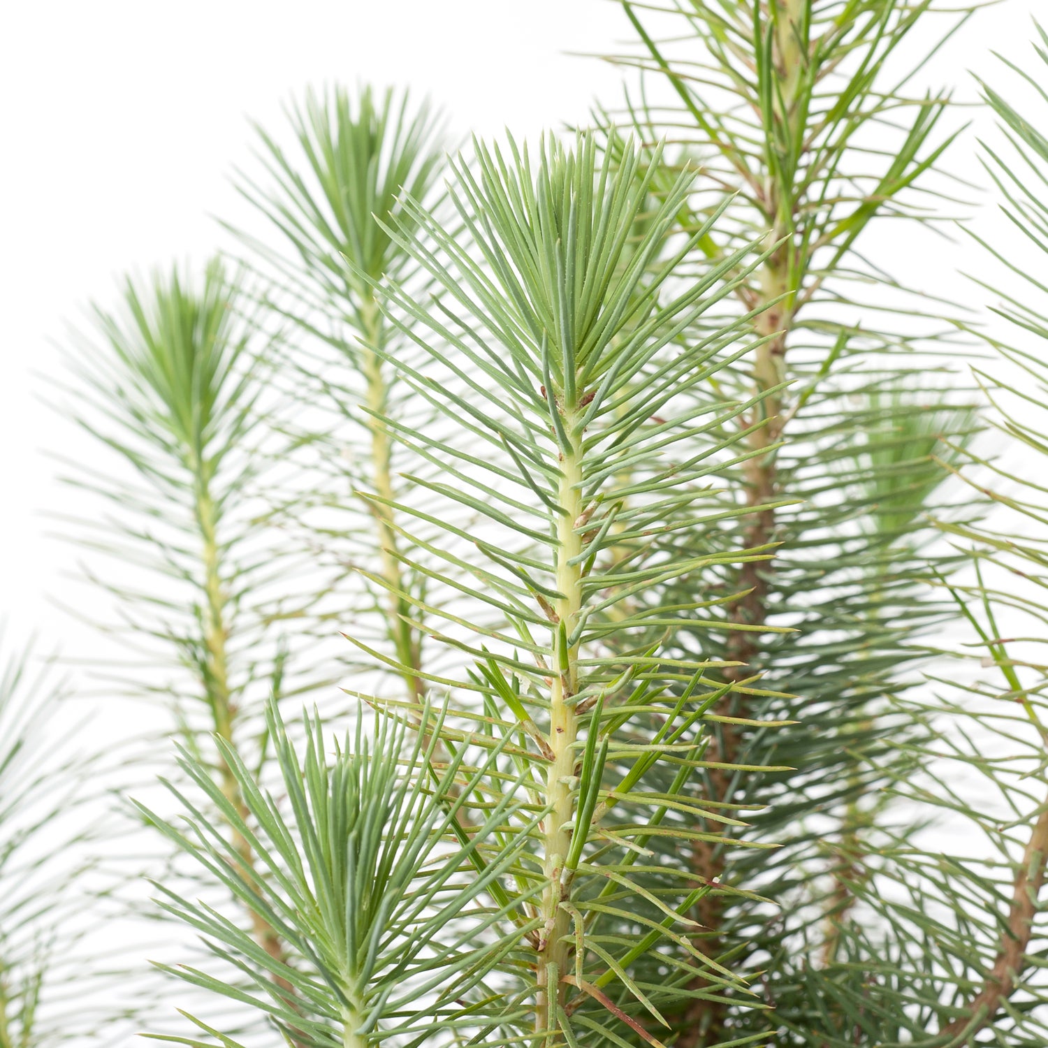 Den (Pinus pinea 'Silver Crest') D 17 H 50 cm