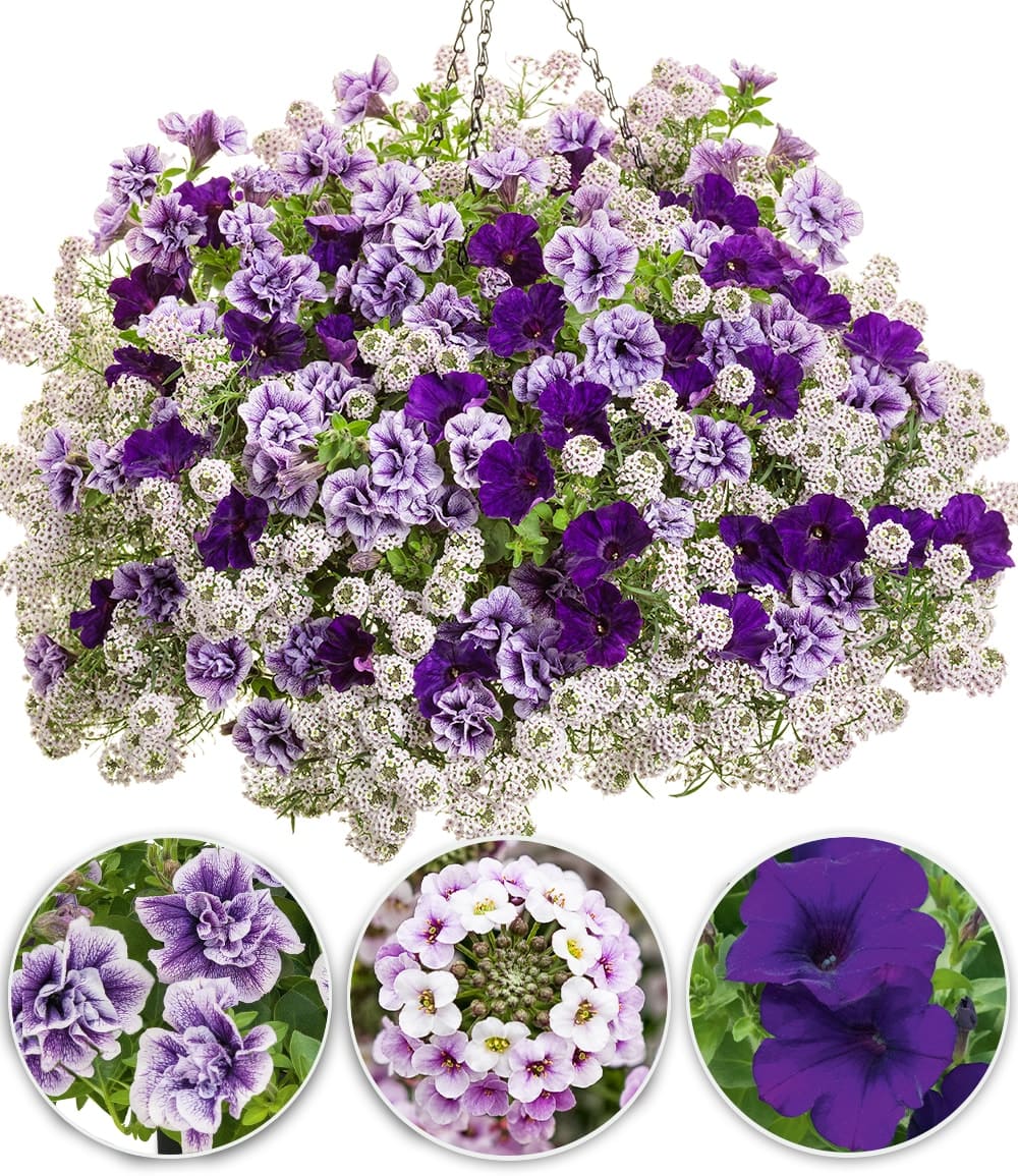 Sommerblumen-Mix 'Purple Lace®'