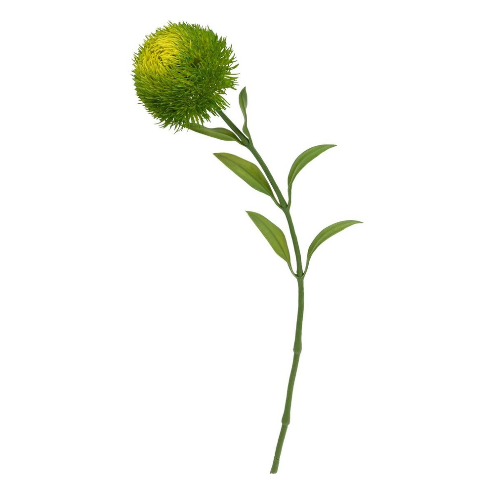 Tige dianthus h50