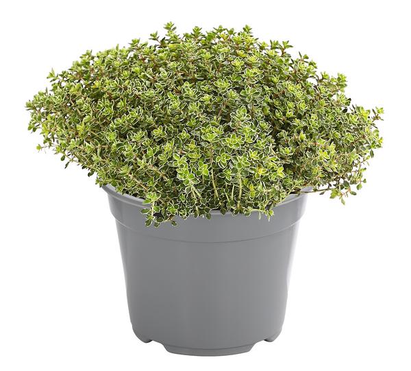 Dehner Gourmet Garten Silberthymian