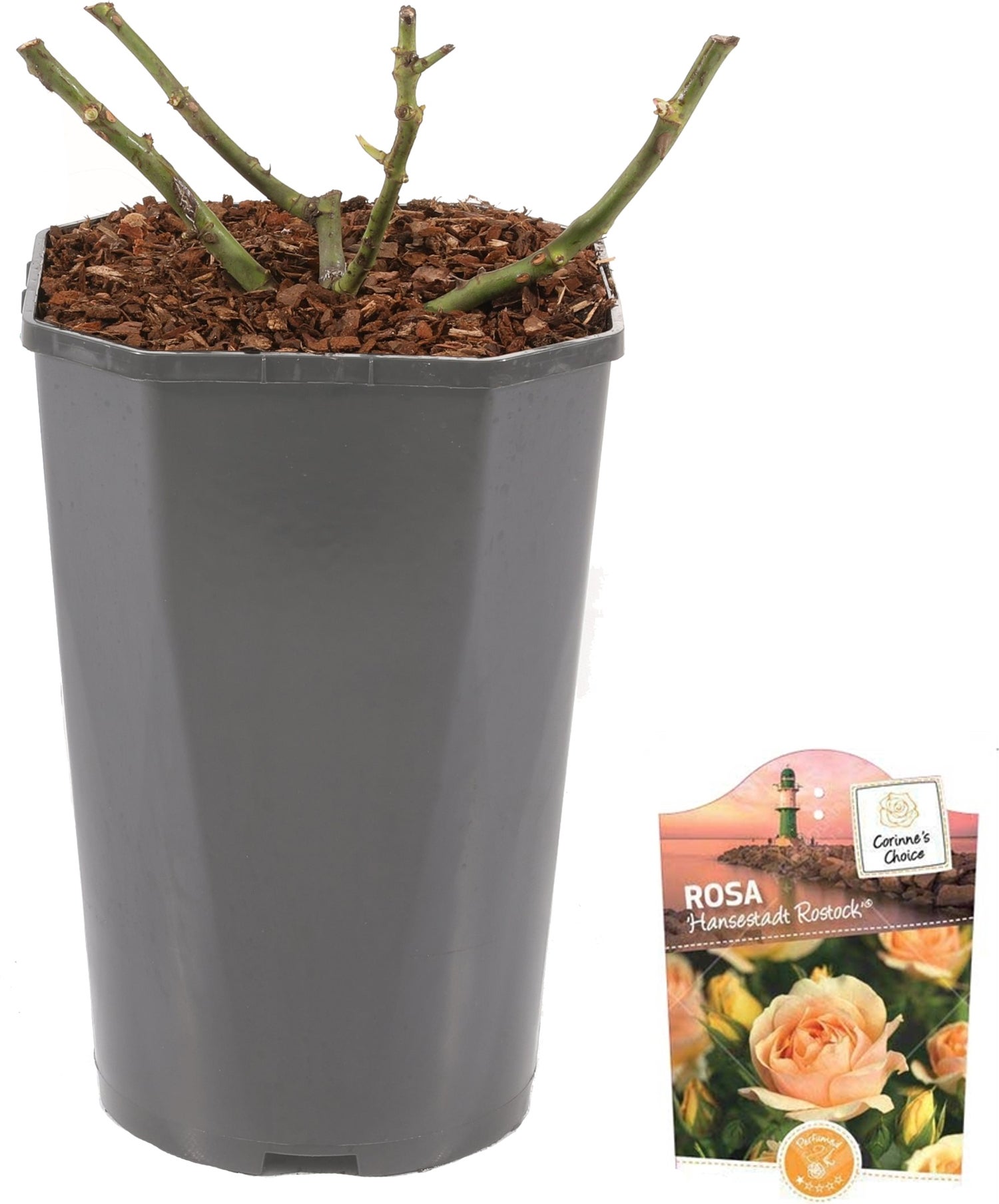 Grootbloemige Roos (Rosa 'Hansestadt Rostock') D 23 H 25 cm