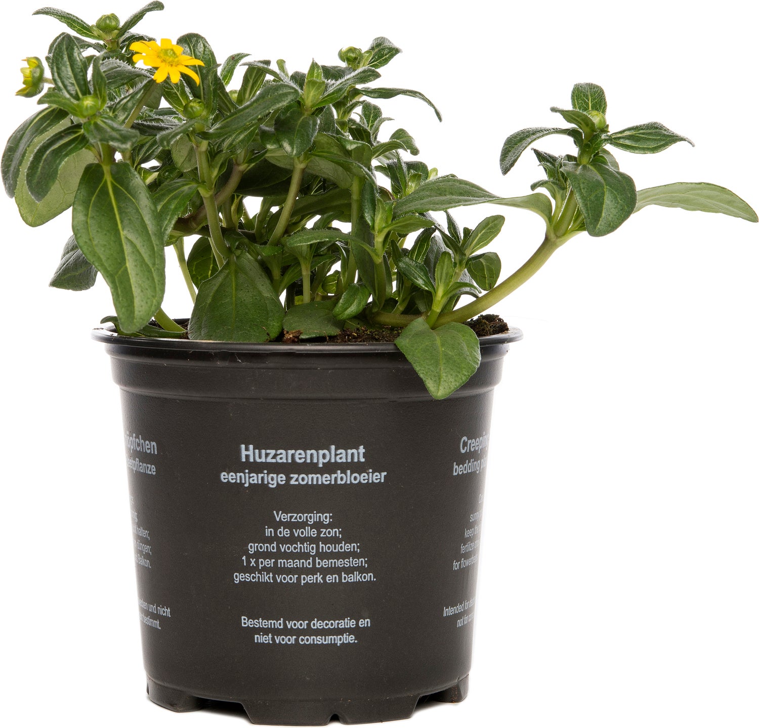Huzarenknoop (Sanvitalia procumbens) D 10,5 H 15 cm