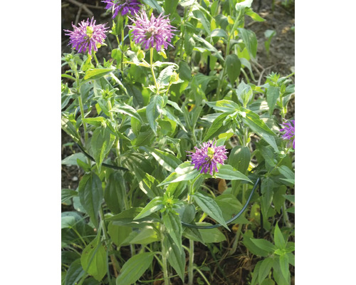 Belissa Haas plantensteun, Triskele plantensteun, ca. 80 x Ø 40 cm, stalen klimhulp