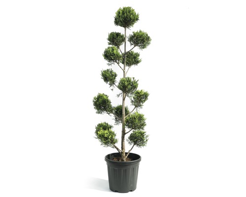 Engelse cipres PonPon Cupressocyparis leylandii 'Castlewelland Gold' H 150-160 cm Co 30 L