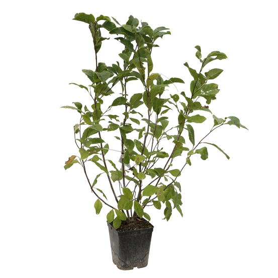Magnolia x Pinkie : conteneur rond carré de 5 L