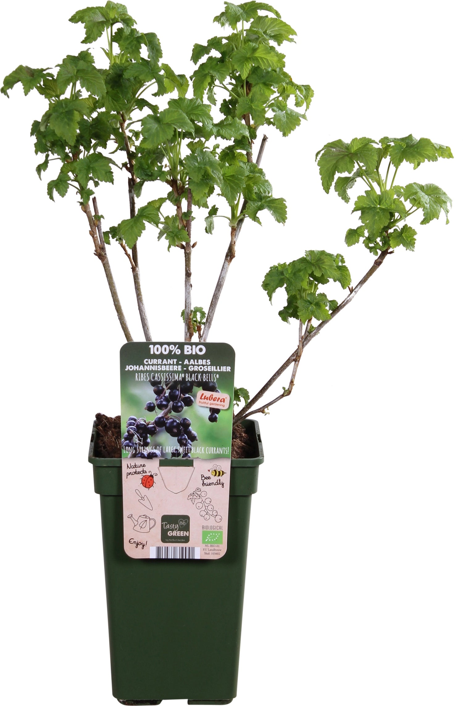 Intratuin biologische Zwarte bes (Ribes 'Black Bells') D 19 H 50 cm