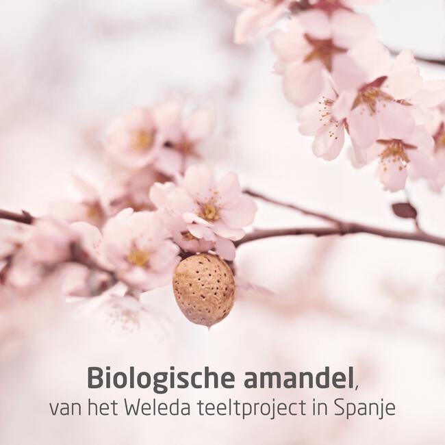Weleda Amandel Verzachtende Gezichtsolie 50 ML