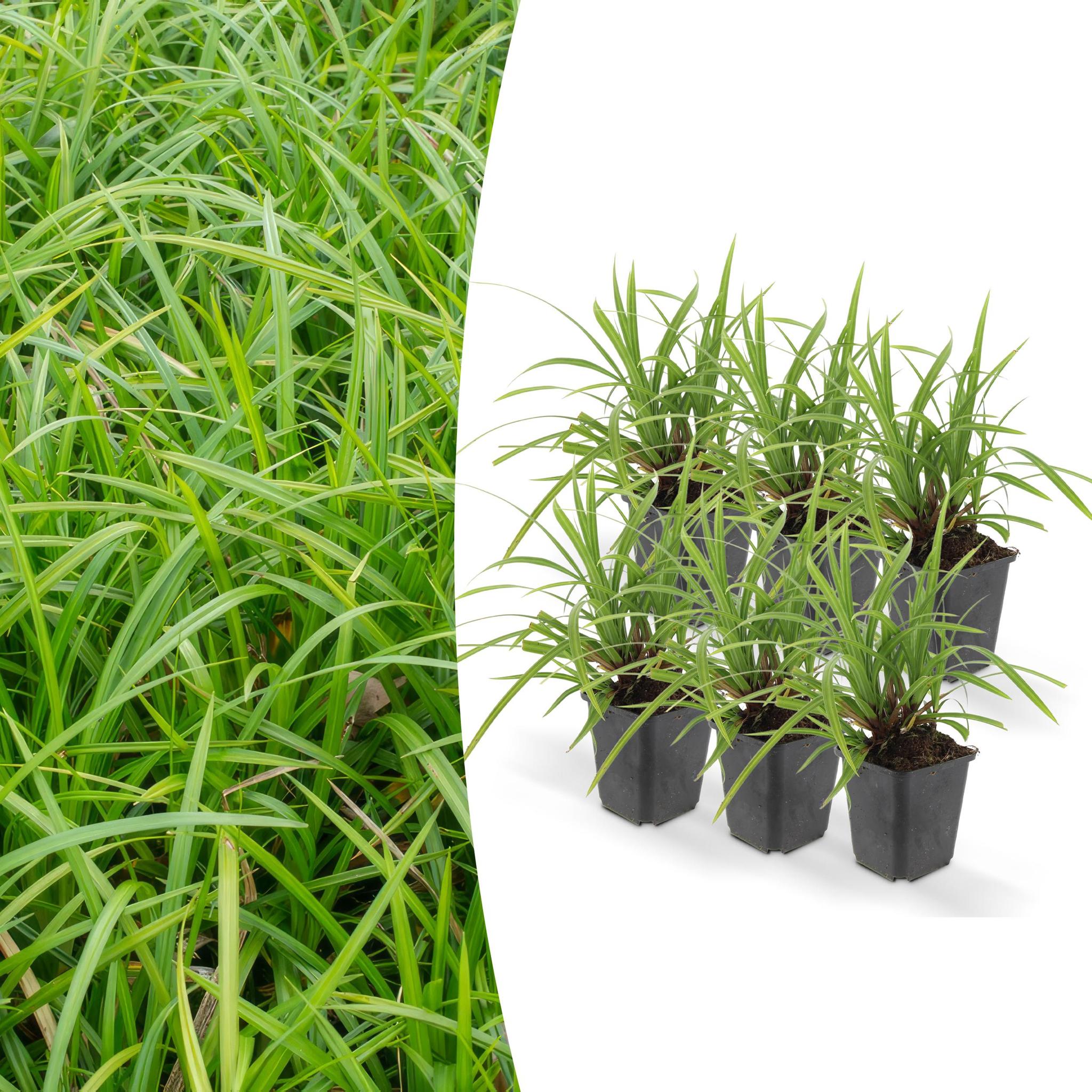 Carex morrowii 'irish green' - lot de 6