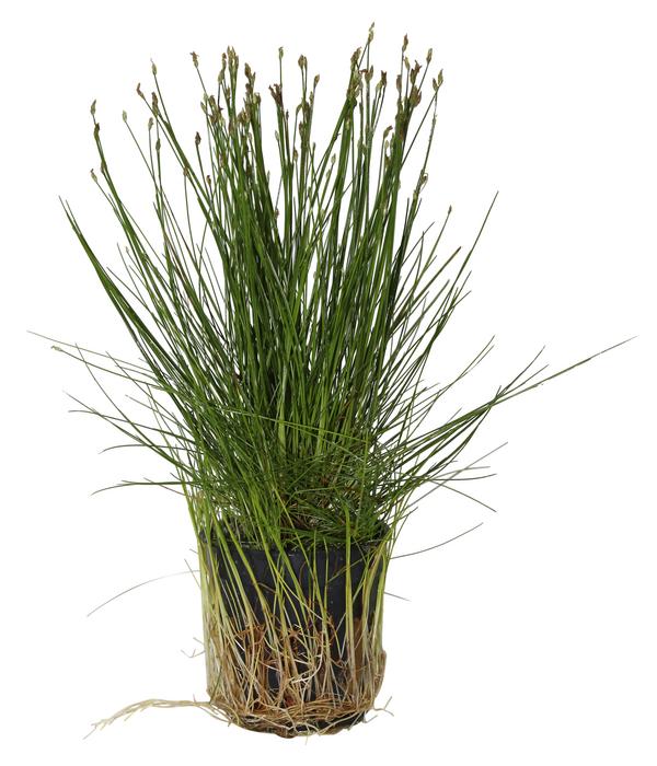 Dehner Aqua Nadel-Sumpfbinse - Eleocharis