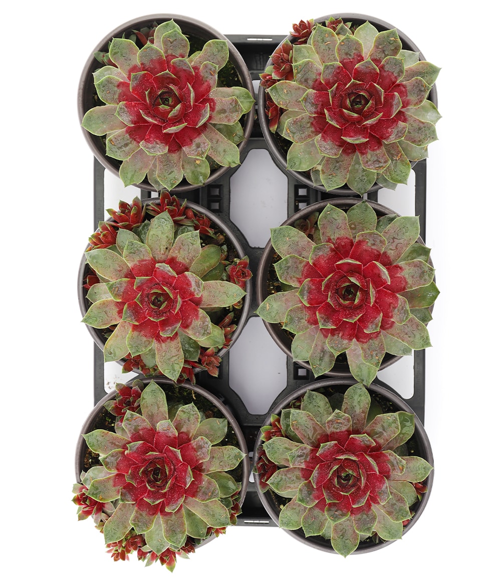Sempervivum Giants 'Steel Appeal®'