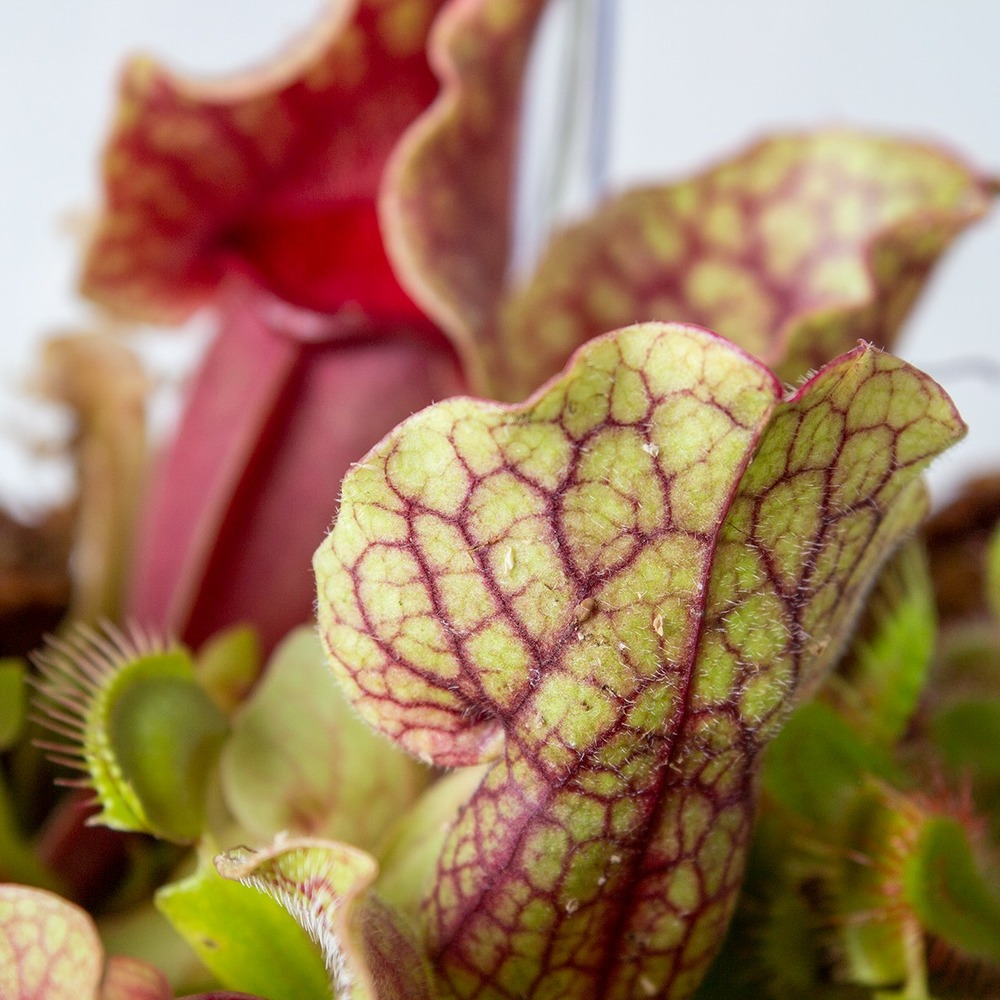 Plante terrarium bye bye fly - plantes carnivores - facile d'entretien – ⌀23 cm
