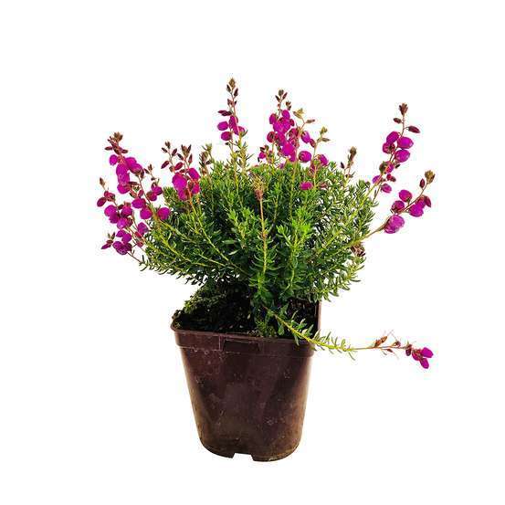 Daboecia cantabrica 'Vanessa' : ctr de 2 litres
