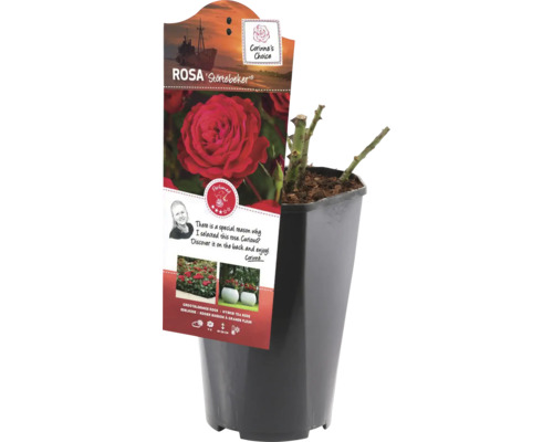 Hybride Theeroos 'Störtebeker' FloraSelf Rosa 'Störtebeker' Co 3 L dubbele bloemen