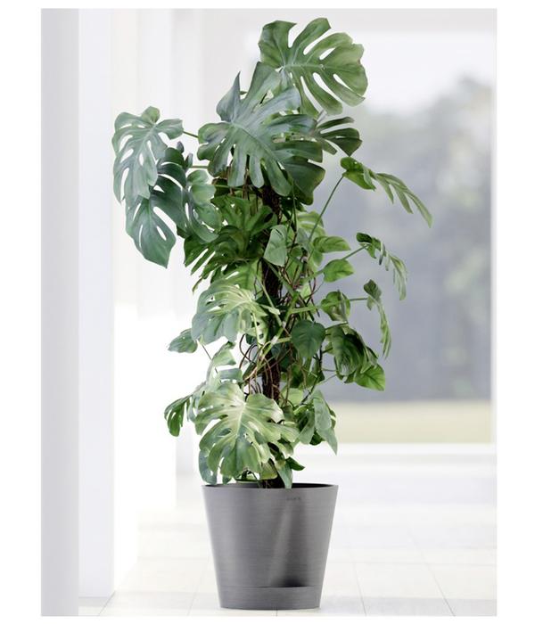 Ecopots Kunststoff-Topf Venice 2, rund