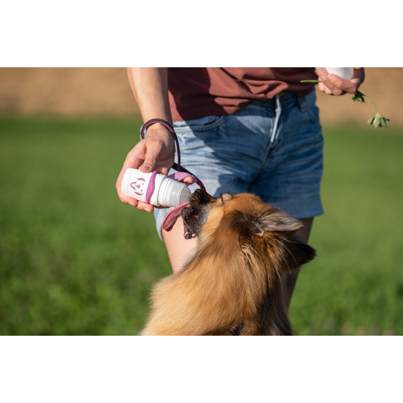 SmoothieDog Klassik + Doggyroller Rosa Gr. M