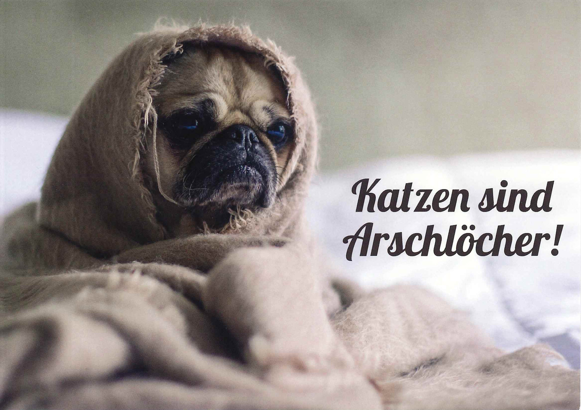 Postkarte 'Katzen sind Arschlöcher' günstig bestellen