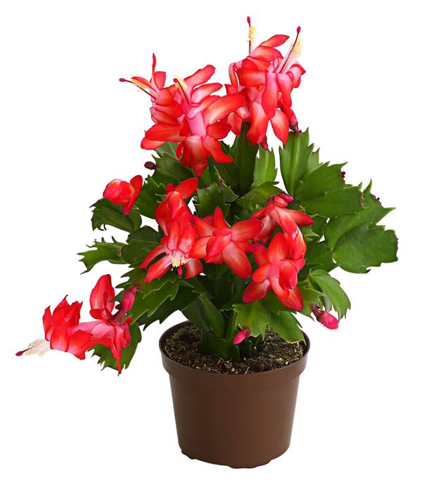 Weihnachtskaktus - Schlumbergera x buckleyi,
