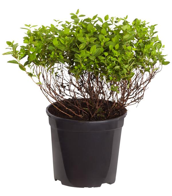 Zwergspiere 'Little Princess'