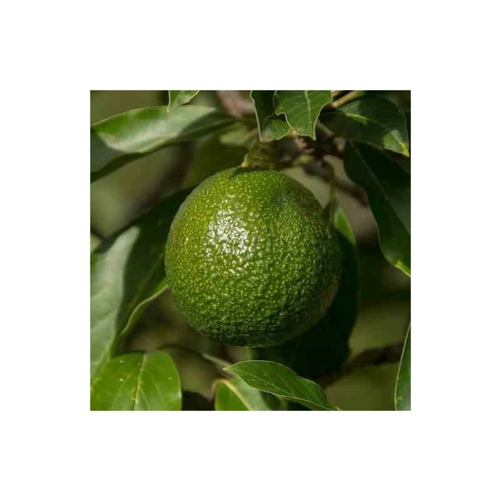 Avocatier persea americana var. Reed (de greffe) blanc - taille pot de 7 litres ? 60/80 cm