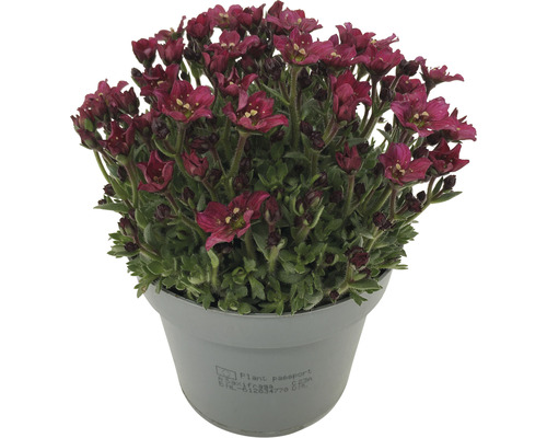 Vaste planten voor het voorjaar FloraSelf, diverse soorten, pot Ø 12 cm