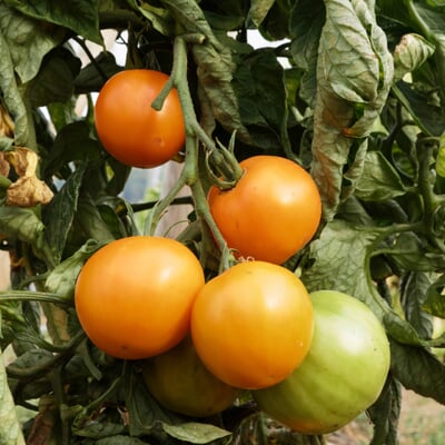 Tomatensaatgut Besonders Wohlschmeckende Sorten