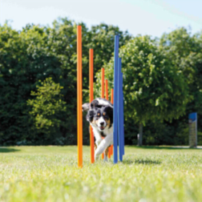 Piquets de slalom Agility