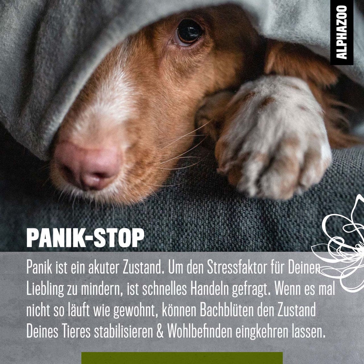 ALPHAZOO Panic Stop Bach Bloesem Remedies 15g voor Honden en Katten | Rescue Drops Globules