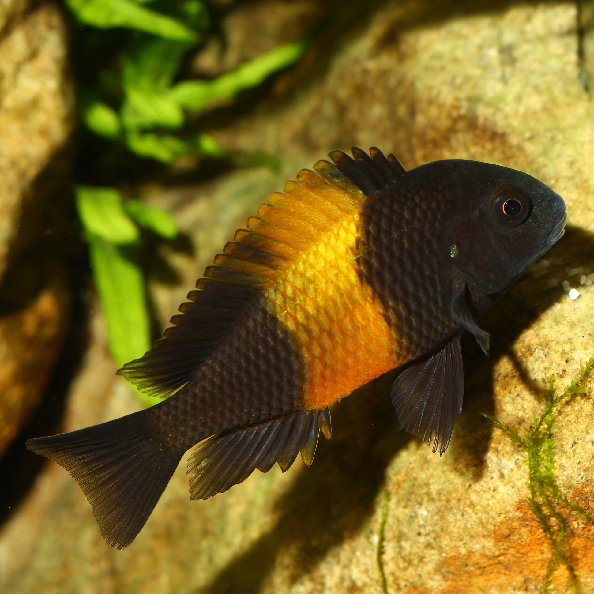JBL Pronovo Malawi Flakes M 1000ml | Aquariumvoer
