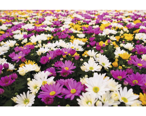 Chrysanthemum FloraSelf Chrysanthemum indicum 'Carnaval' Ø 12 cm pot