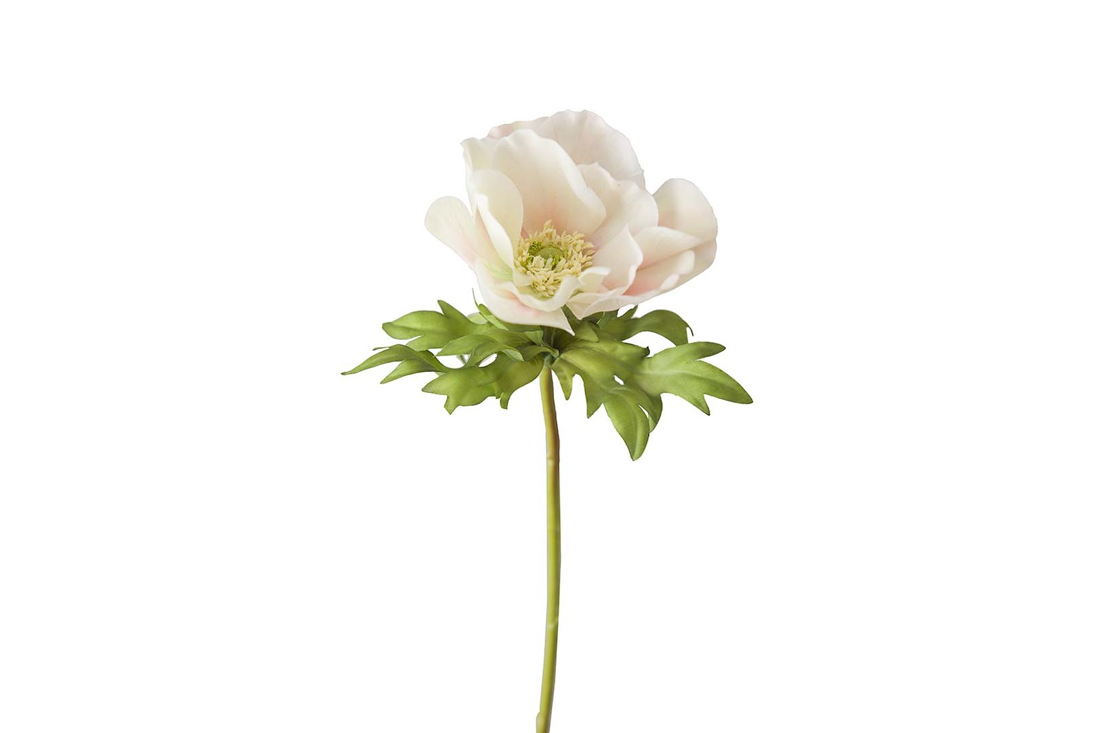 Anemone stilkblomst