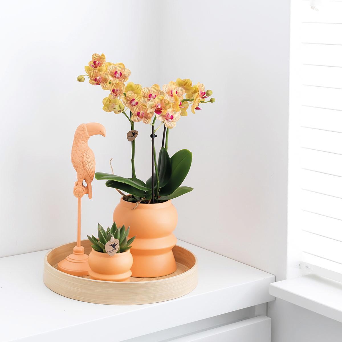 Plante d'intérieur - orchidée phalaenopsis orange et son cache-pot pêche 35cm