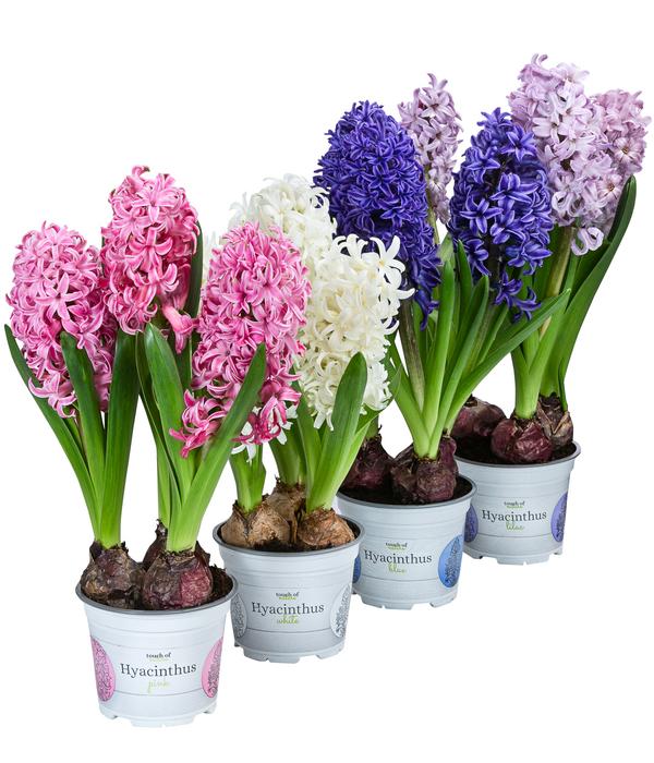 Hyazinthe, verschiedene Farben