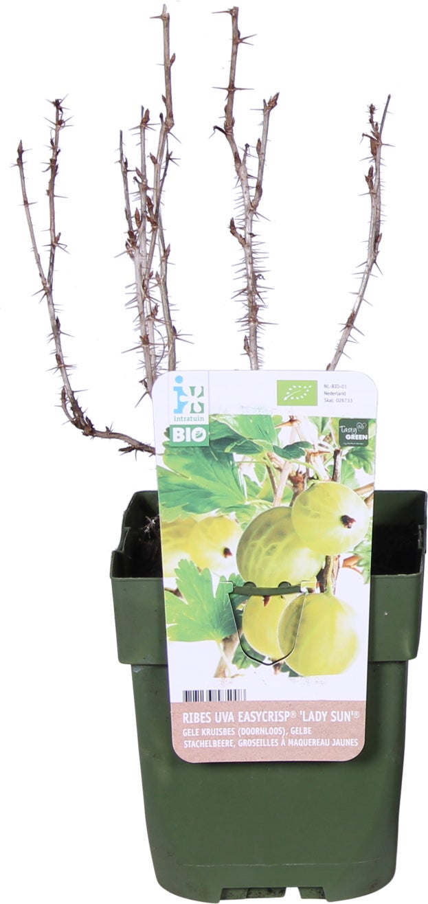 Biologische Rode kruisbes (Ribes uva 'Lady Late®') D 19 H 60 cm