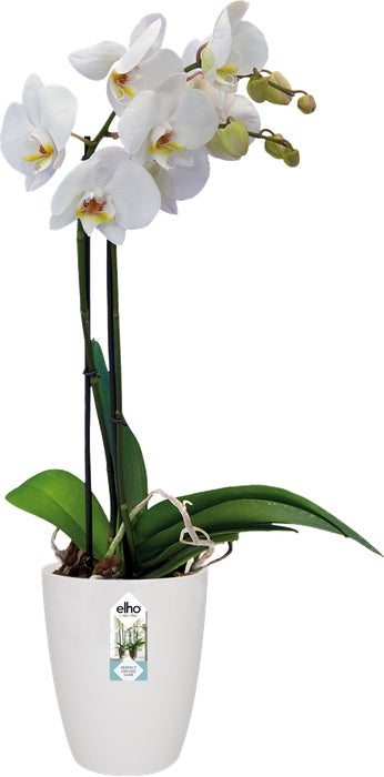 Elho bloempot Brussels orchidee wit D 12,5 H 15,5 cm
