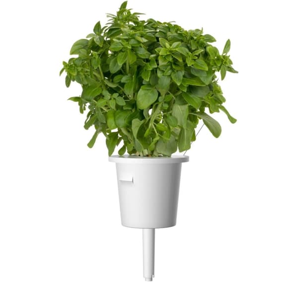 Click & Grow Plant Pod Italian Mix 9stk