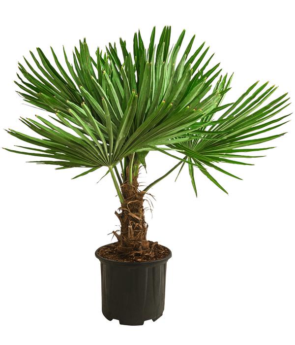 Hanfpalme