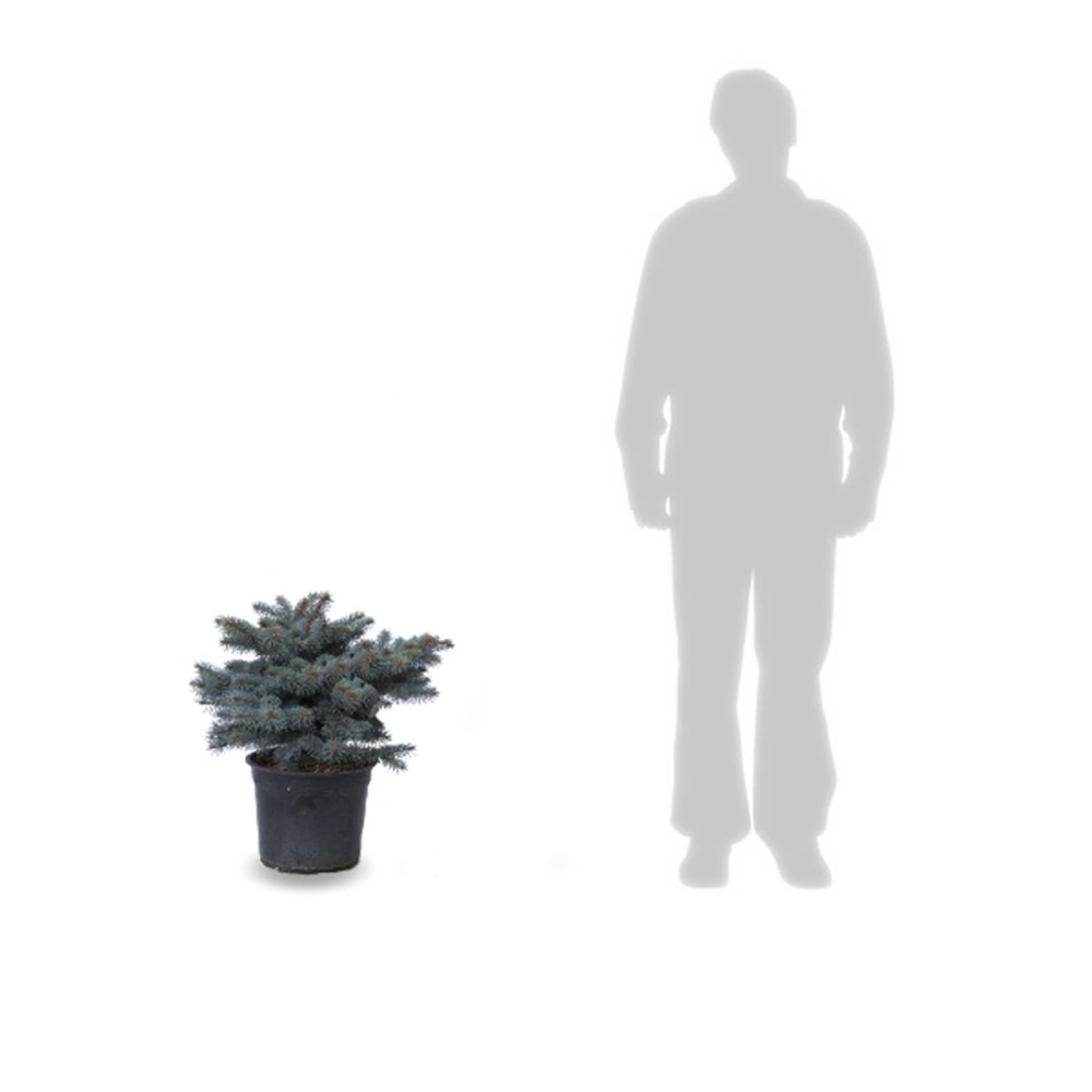 Épicéa bleu pungens glauca globosa/picea pungens glauca globosa[-]pot de 12l - 80/100 cm