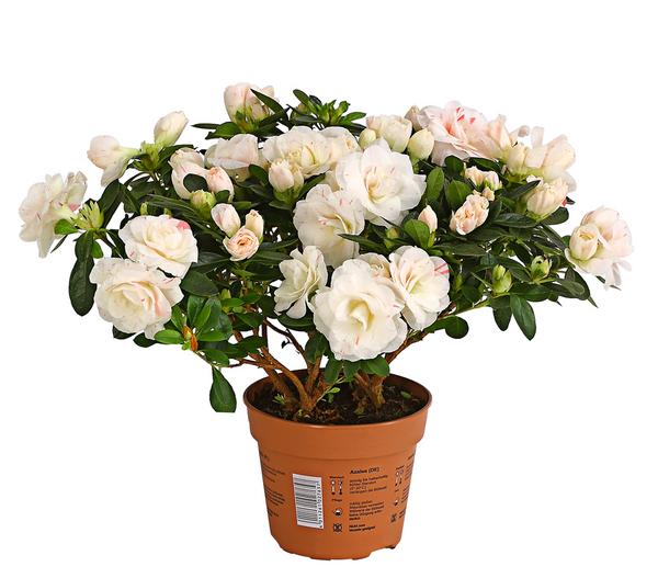 Zimmerazalee - Rhododendron simsii 'Rosalea'